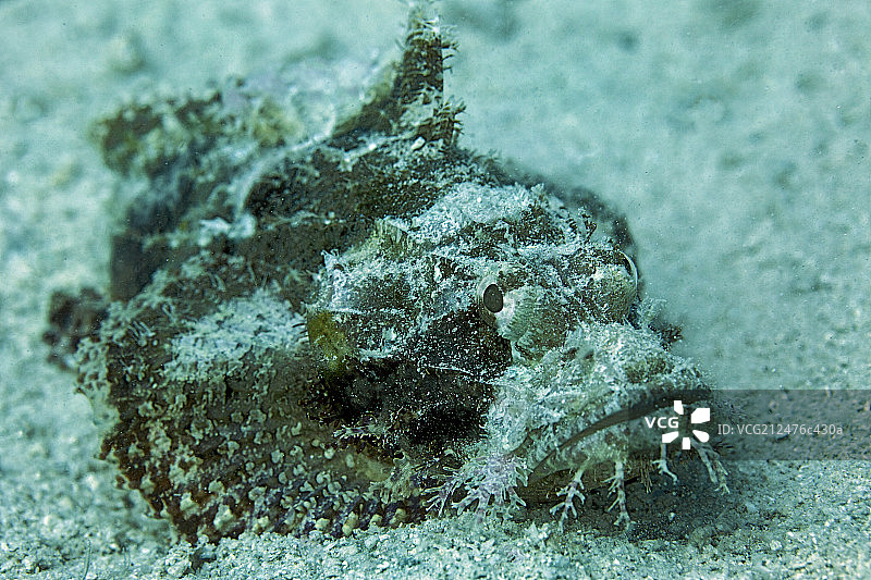 石斑鱼图片素材