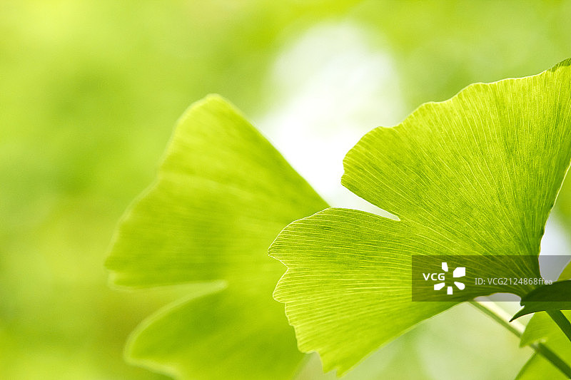 银杏叶图片素材