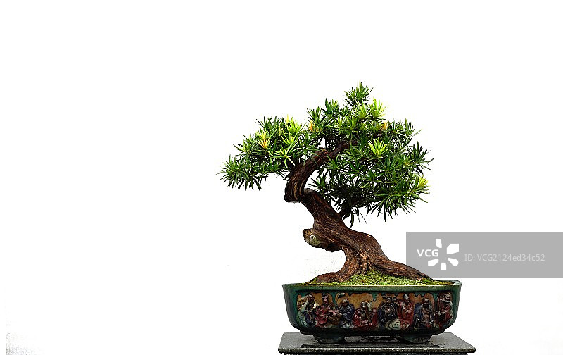 岭南盆景图片素材