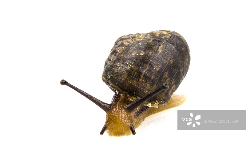 小蜗牛在活动中图片素材