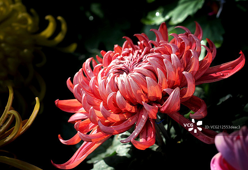 菊花特写图片素材