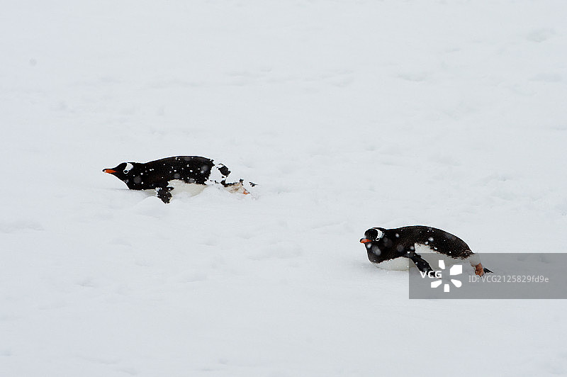 南极企鹅图片素材