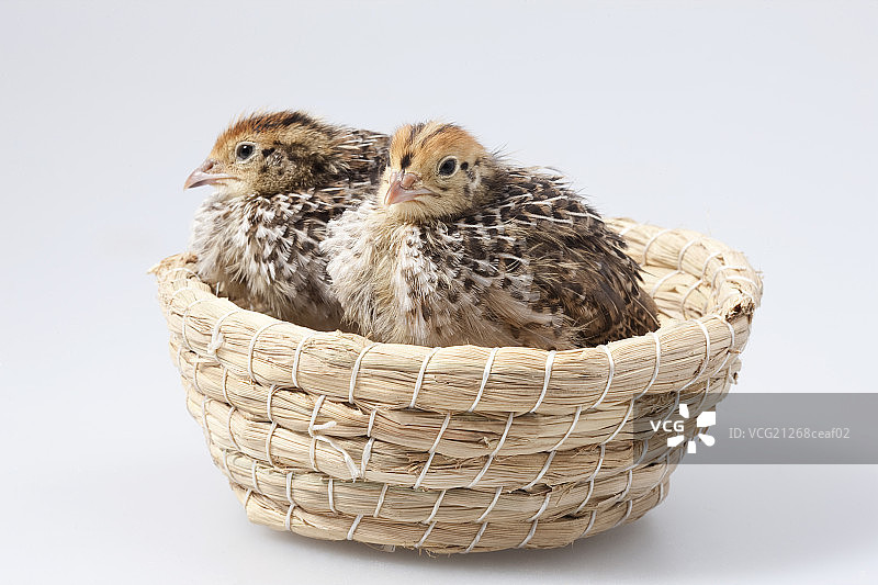 小鹌鹑在巢里图片素材