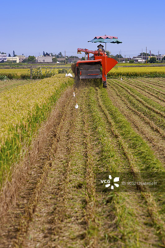 稻田,现代农业图片素材