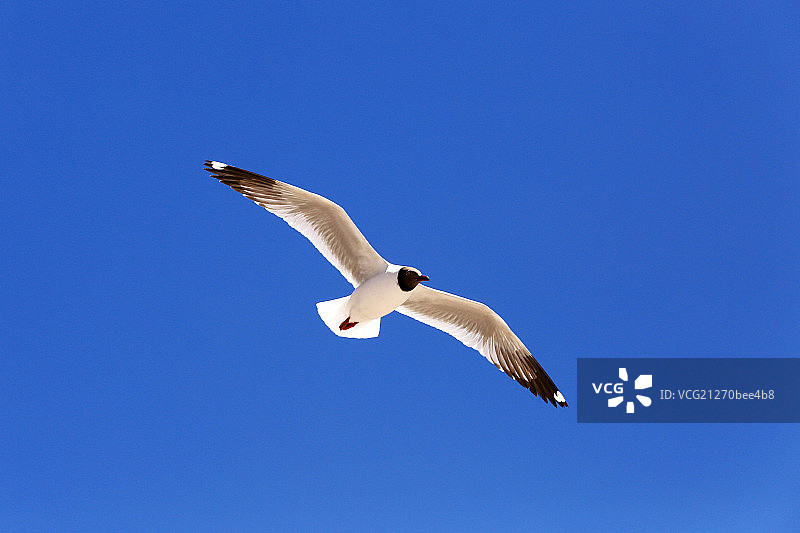 天空中飞翔的海鸥图片素材