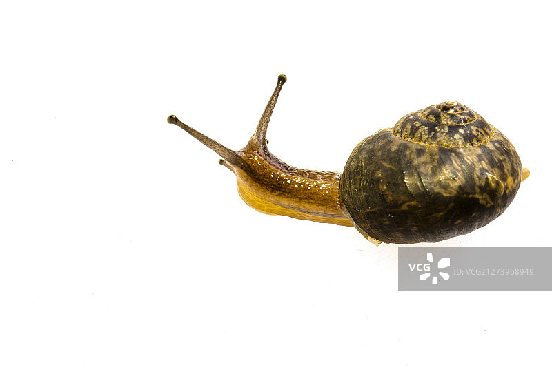 小蜗牛在活动中图片素材