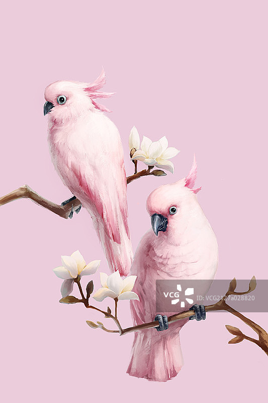 凤头鹦鹉和白玉兰图片素材