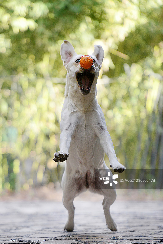 玩球的拉布拉多图片素材