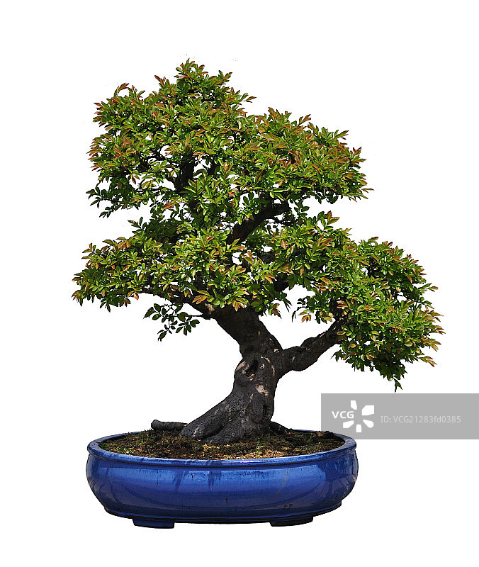 江苏扬州“扬派”盆景经典图片素材