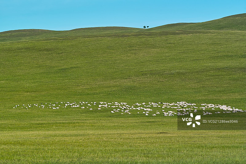 Sheep on the grassland图片素材