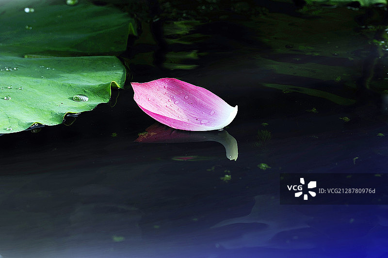 荷花花瓣图片素材