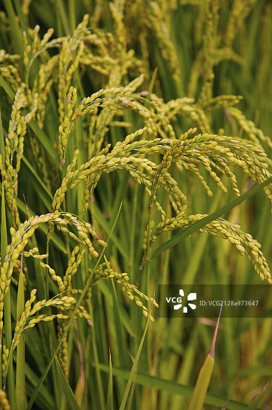 台湾,云林,斗南镇,稻田,农田,图片素材