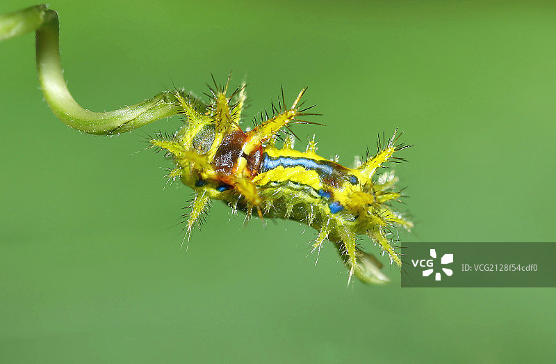 昆虫青刺蛾图片素材