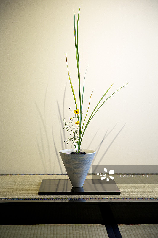 室内植物图片素材