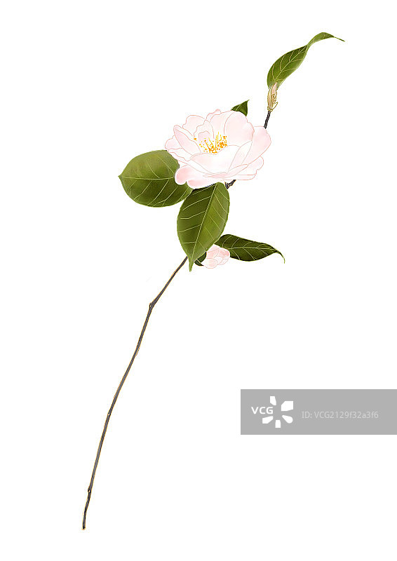 山茶花图片素材