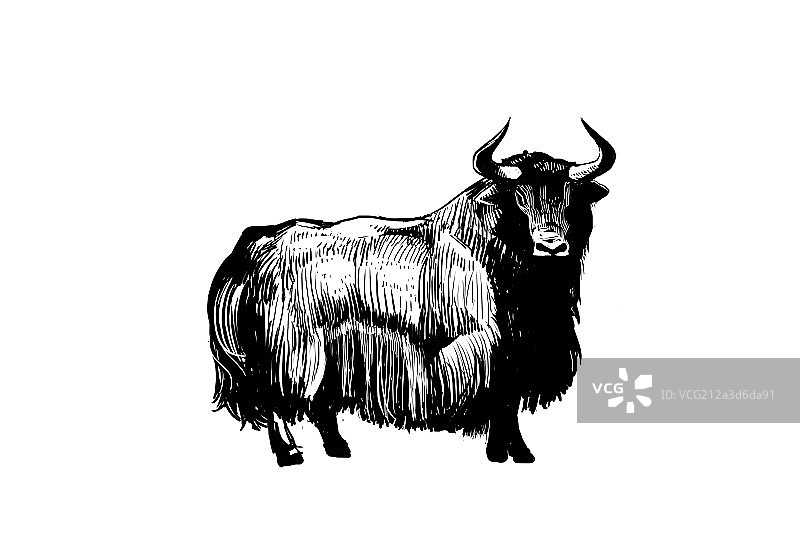 牦牛图片素材