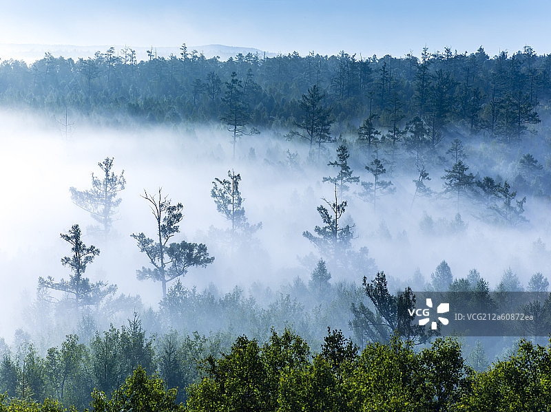 森林的晨雾图片素材