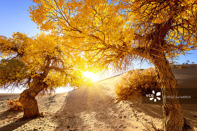 额济纳胡杨林图片素材