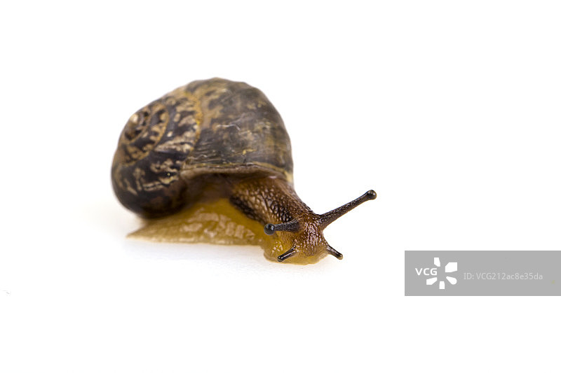 小蜗牛在活动中图片素材