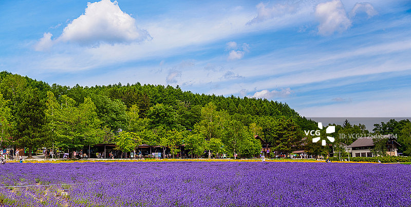 蓝天白云下的日本中富良野富田农场薰衣草花田全景图片素材