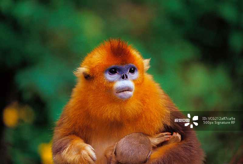 金丝猴图片素材
