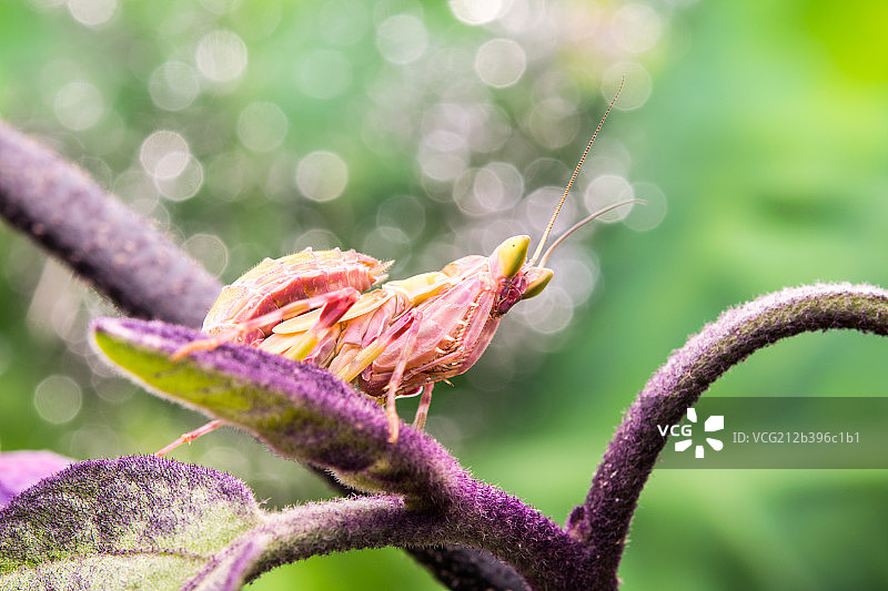 丽眼斑蜻图片素材