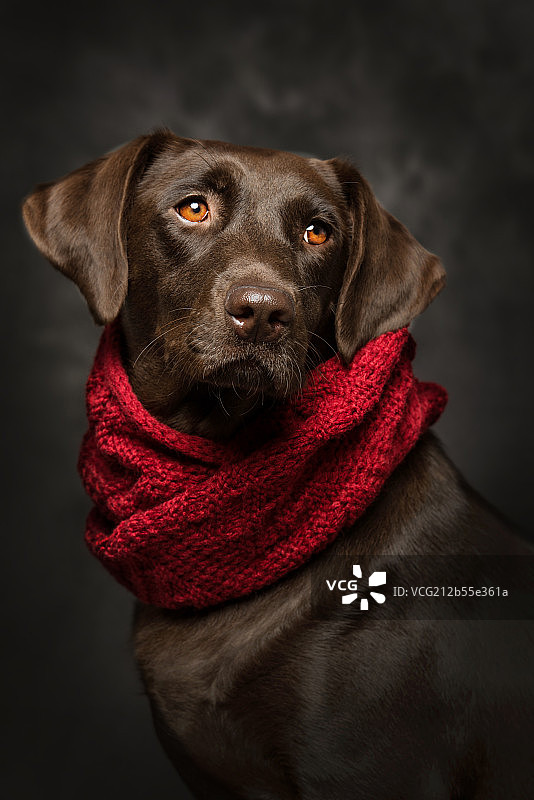 拉布拉多图片素材