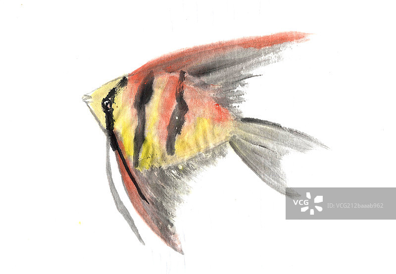 神仙鱼图片素材