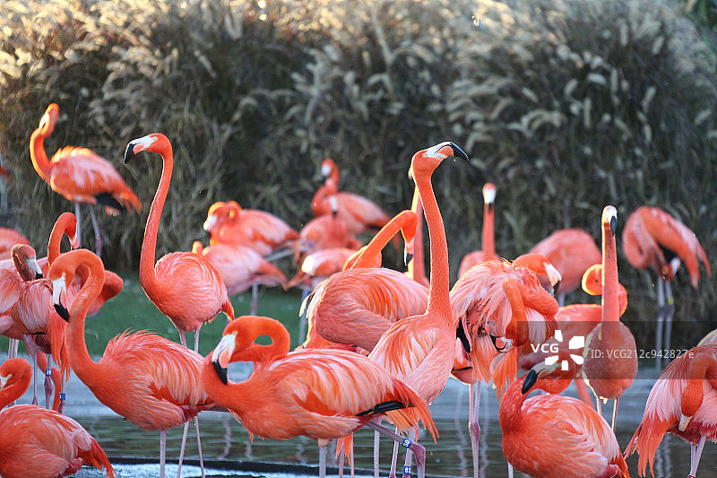 胡烈鸟图片素材