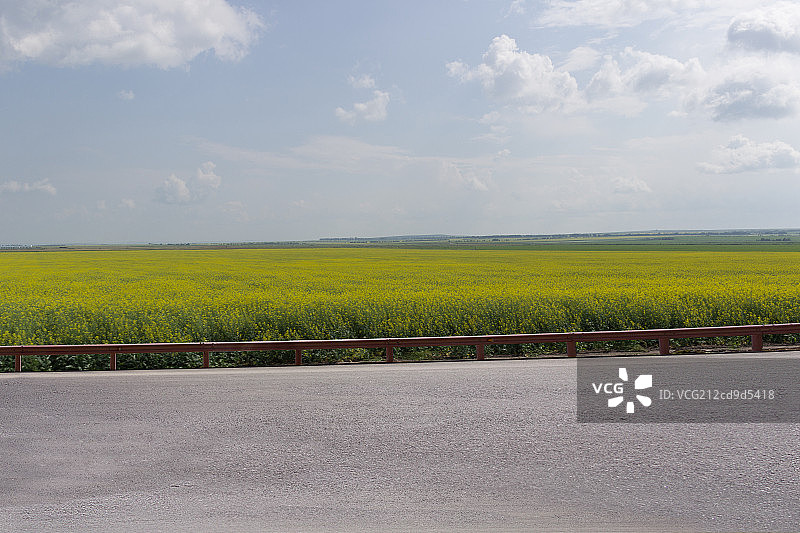 油菜田边的道路图片素材