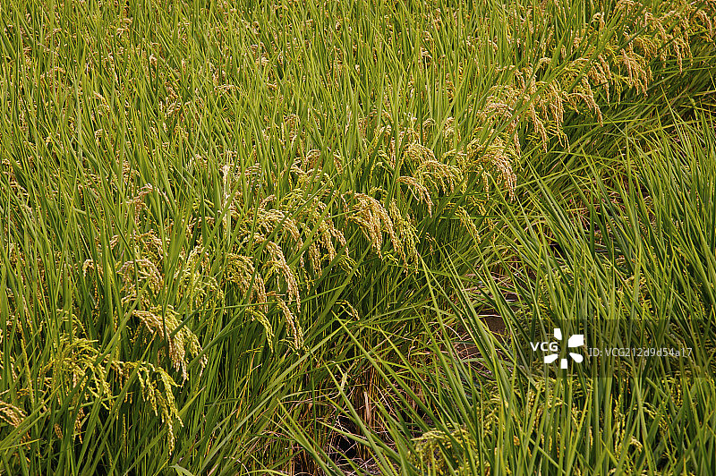 台湾,云林,斗南镇,稻田,农田,图片素材