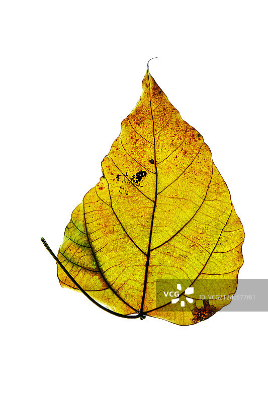 一片枯叶图片素材