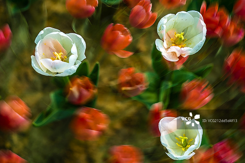 二次曝光旋转郁金香图片素材