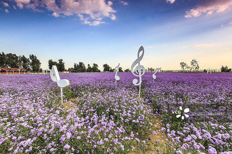 紫谷伊甸园薰衣草庄园图片素材