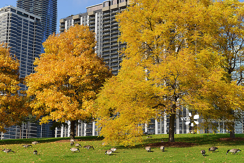 芝加哥市中心图片素材