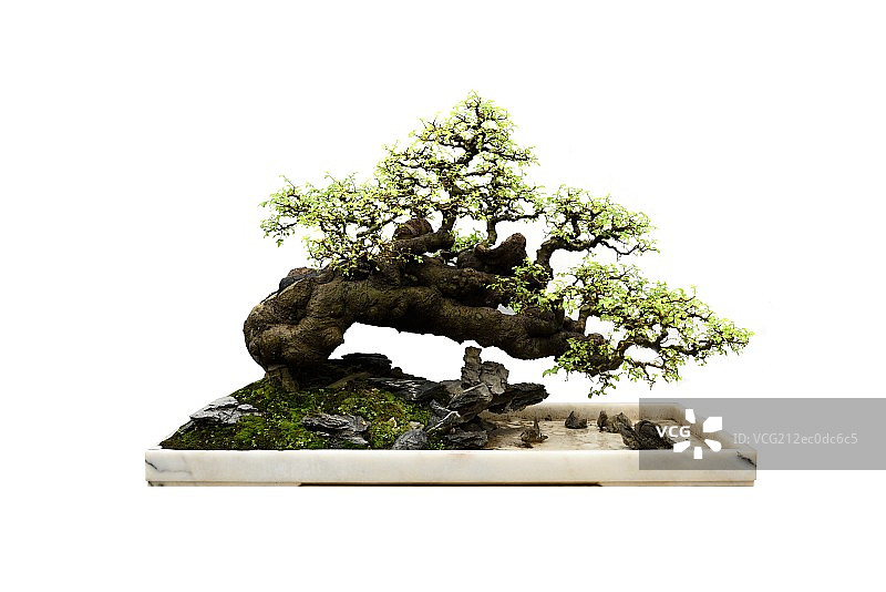 岭南盆景图片素材