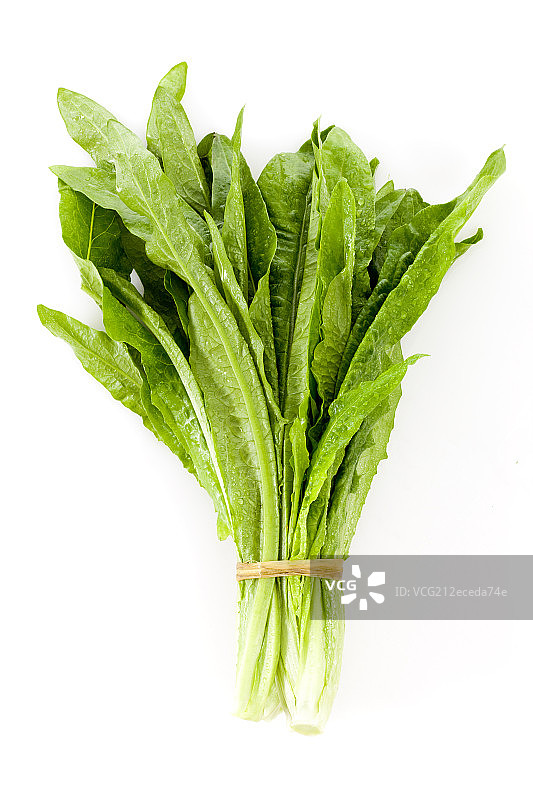 一捆油麦菜图片素材