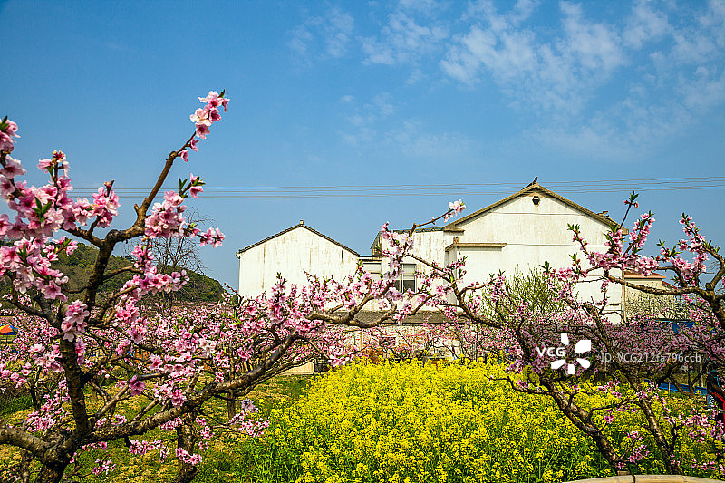 水蜜桃之乡——阳山桃园图片素材