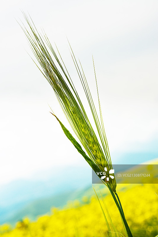 青海门源县青稞图片素材