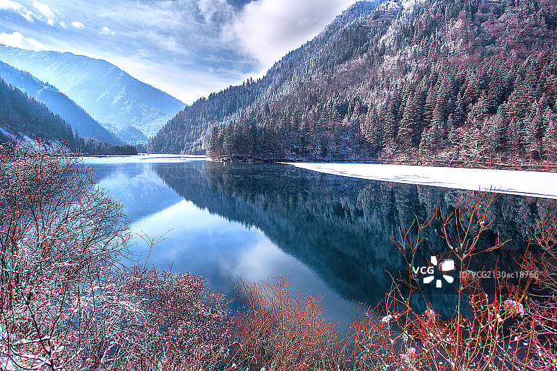 雪后箭竹海图片素材
