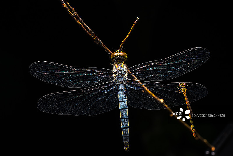 蜜蜂特写图片素材