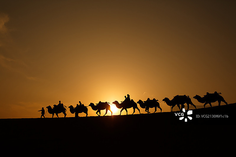 宁夏沙坡头驼队图片素材