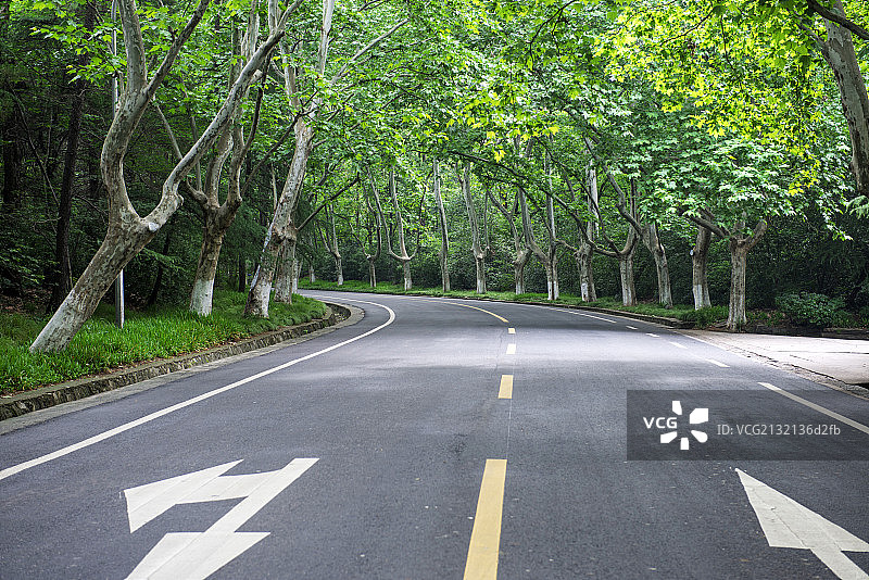 林荫大道图片素材