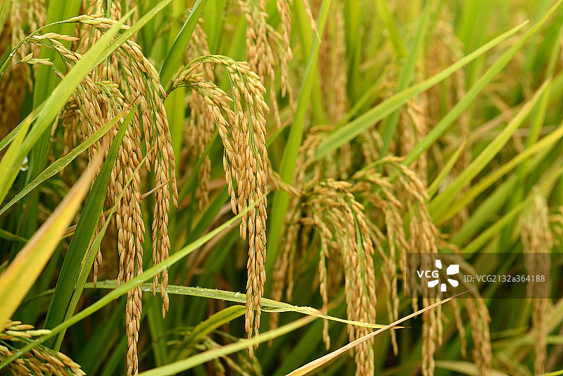 稻穗图片素材