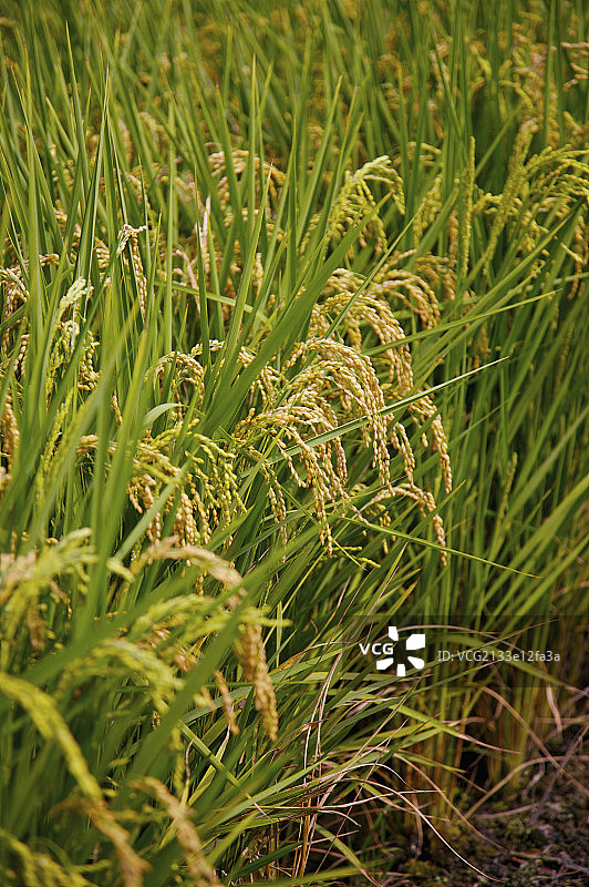 台湾,云林,斗南镇,稻田,农田,图片素材