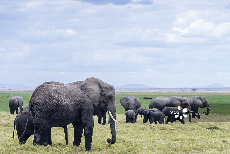 非洲象图片素材