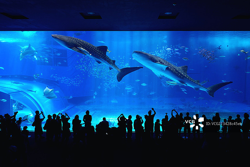 日本冲绳海洋水族馆图片素材