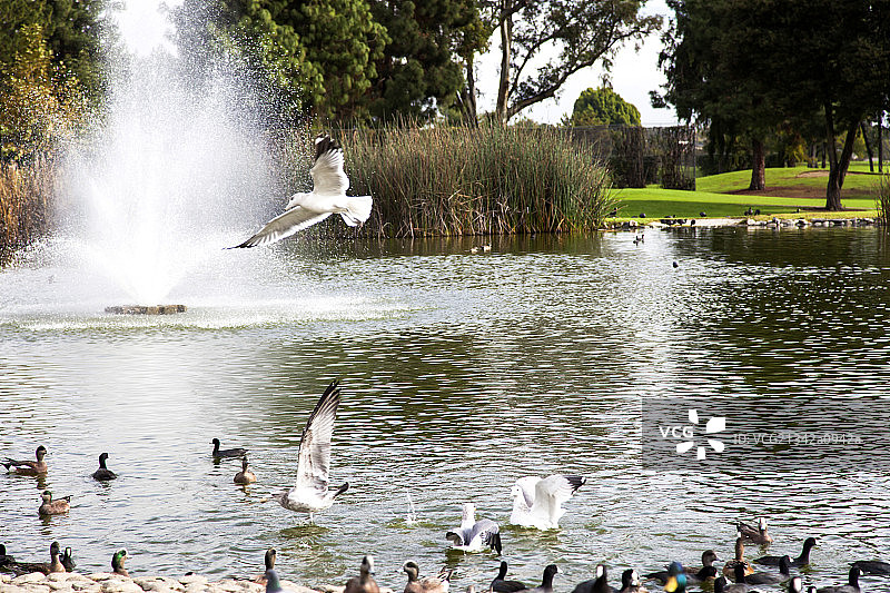 在湖边散步的野鸭和空中飞翔的海鸥图片素材