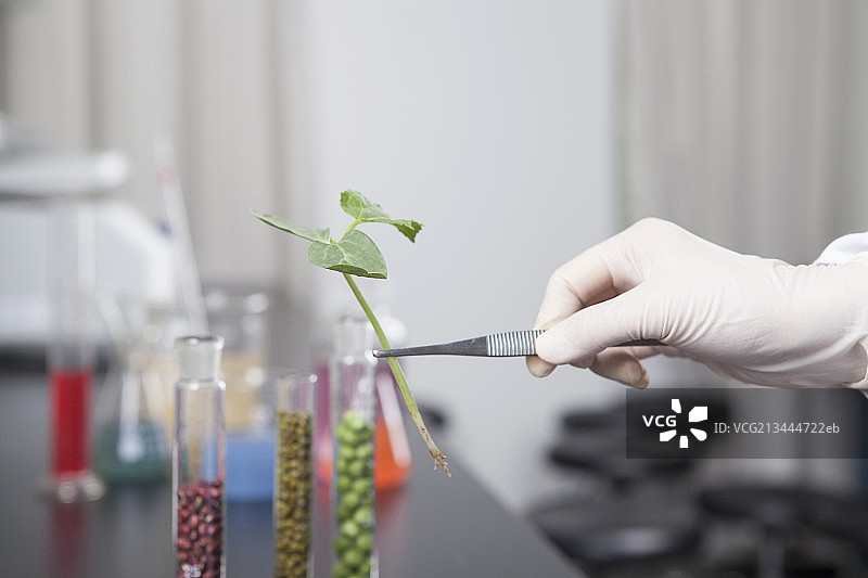手用镊子夹幼苗图片素材