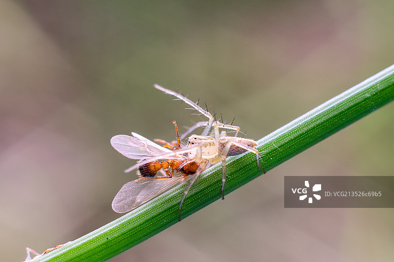 捕食中的白斑艾普蛇图片素材